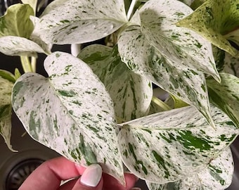 Pothos marble Snow queen starter plant (ALL plants require you to purchase ANY 2 plants!)