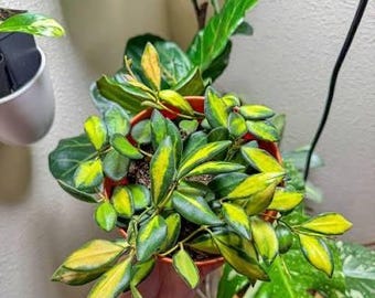 Hoya Lyi NOID UNROOTED Cutting - Etsy