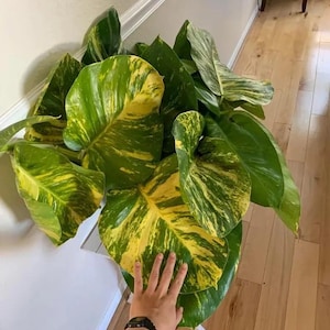 May include: A large, healthy pothos plant with vibrant green and yellow variegated leaves. The plant is positioned near a white wall and wooden floor, showcasing its lush foliage. The leaves are large and heart-shaped, with a striking pattern.