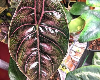 Alocasia Azlanii red mambo starter plant (ALL plants require you to purchase ANY 2 plants!)