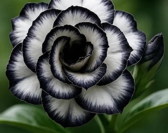 May include: A close-up of a striking flower with white petals edged in deep black. The flower's center is a dark, almost black, spiral. Green leaves and a bud are visible, set against a blurred green background. The flower's unique color pattern makes it stand out.