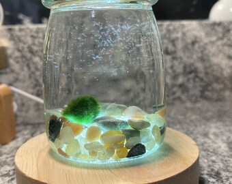 Micro aquarium with moss ball with LED base light