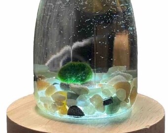 Micro aquarium with moss ball with LED base light