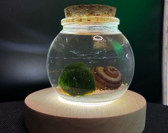 Micro aquarium with moss ball with LED base light