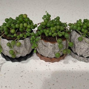 Puede incluir: Tres pequeñas plantas en maceta con hojas verdes redondas en macetas blancas texturizadas con detalles negros, marrones y blancos.