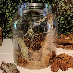 Isopod Starter Kit | 6 Element Variety + FREE BONUS GIFT | Bioactive Vivarium Supplies