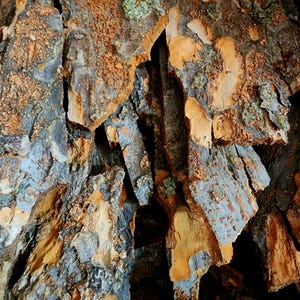 May include: Close-up of tree bark with a rough, textured surface. The bark displays a mix of colors, including shades of brown, gray, and hints of blue and green. The image highlights the natural patterns and textures of the bark.