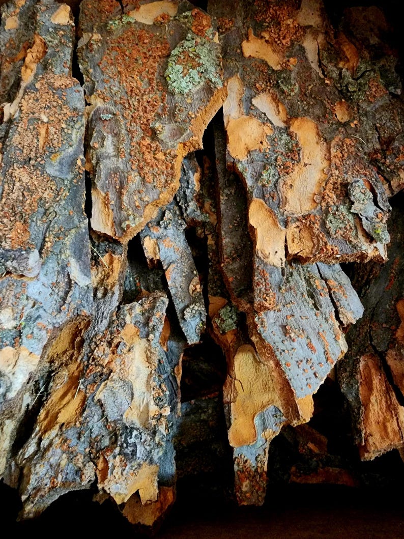 May include: Close-up of tree bark with a rough, textured surface. The bark displays a mix of colors, including shades of brown, gray, and hints of blue and green. The image highlights the natural patterns and textures of the bark.