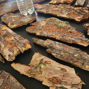 May include: A collection of irregularly shaped pieces of tree bark, displaying a range of brown, orange, and gray hues. Some pieces have patches of green and textured surfaces. A clear plastic water bottle is partially visible.