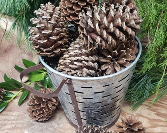 Loblolly Pine Cones - Natural Holiday Decor, Rustic Crafts - Set of 12