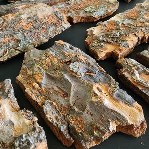 May include: Close-up of several pieces of tree bark, displaying a variety of textures and colors. The bark pieces range in size and shape, with a mix of brown, gray, and orange hues. Some pieces have visible moss.
