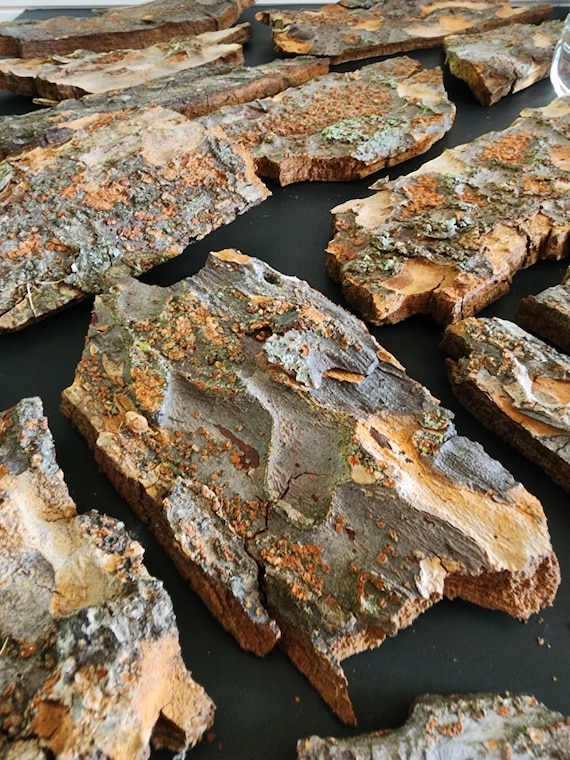 Elm Tree Bark Bundle | Natural Woodland Texture, Rustic Crafts, Terrarium Decor