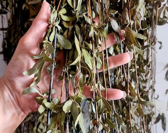 Dried Willow Reeds with Leaves | Natural Woodland Decor for Crafts, Wreaths, Weaving