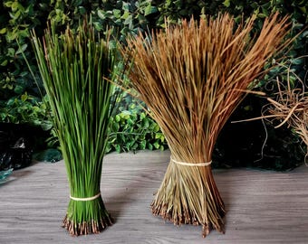 Loblolly Pine Needles | Dried or Fresh | 3oz. Bundles