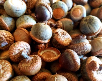 1/2 Pound of Mixed Acorns – Handpicked & Locally Sourced from Western Kentucky