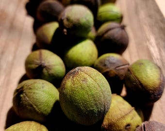 Hickory Nut Assortment | 100 Nuts w/ Hull | Fresh or Dried | Mixed Kentucky Hickory Variety