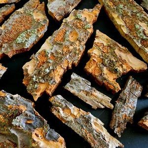 May include: Close-up of several pieces of tree bark. The bark pieces vary in size and shape, with a mix of brown, gray, and orange hues. Some pieces have green and white patches, adding to the natural texture.