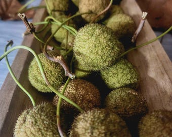 Sycamore Seed Balls | 12pcs. | Natural Syacamore Button Balls