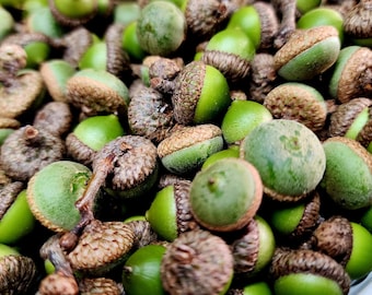 1/2 Pound of Fresh Green Acorns – Handpicked & Locally Sourced from Western Kentucky