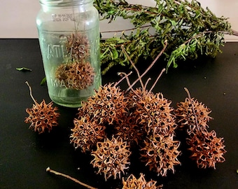 Dried Sweet Gum Seed Pods | Terrarium, Woodland Decor, Nature Crafts