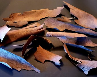 Sycamore Bark Bundle | 5oz. | Organic,  Natural, & Pesticide-Free