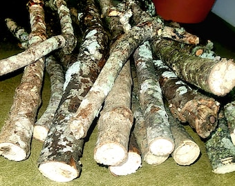 Lichen Covered Woodland Sticks – Pack of 18