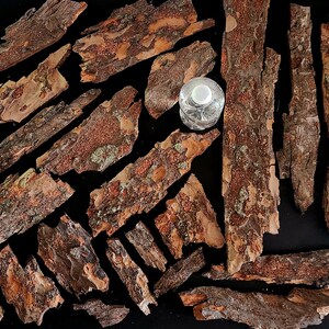 May include: An assortment of natural tree bark pieces in varying shapes and sizes, with a clear water bottle. The bark displays a mix of brown, orange, and tan hues, with some pieces showing hints of green. The bark pieces are arranged on a black surface.