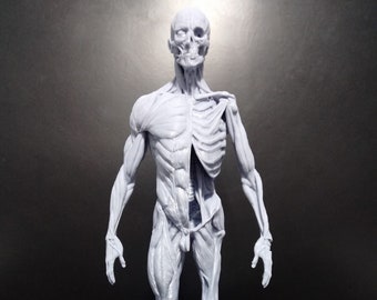 May include: A detailed anatomical model of the human body, showing the skeletal and muscular systems. The model is made of a light gray plastic and is standing on a circular base.