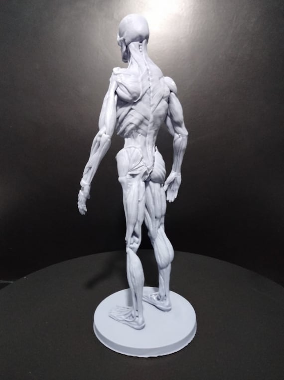 アート+エンタメ human anatomy for artists Human Anatomy for Artists: Szunyoghy, AndrÁs: 9783833162565