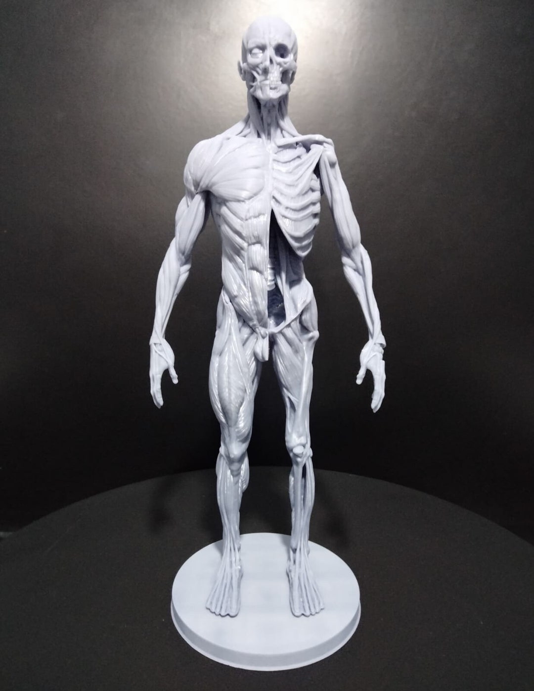 Human Anatomy V1 | Maximum Detailed 3d 12k Resin Printed Figure - Etsy