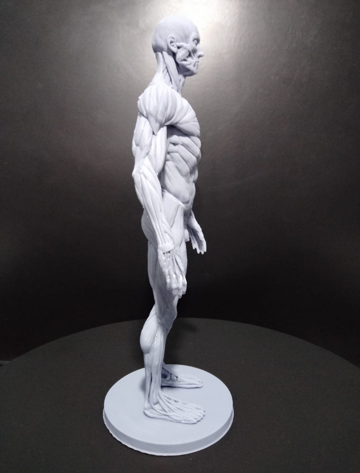 Human Anatomy V1 | Maximum Detailed 3d 12k Resin Printed Human Anatomy V1 | Maximum Detailed 3d 12k Resin Printed