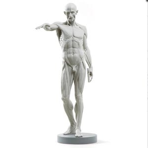 Può includere: Una scultura di figura anatomica bianca con dettagliata definizione muscolare. La figura è in piedi con un braccio teso e l'altro che tiene un piccolo oggetto. La scultura è su una base circolare.