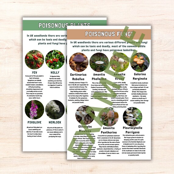 Poisonous Plants and Fungi ID Sheets downloadable