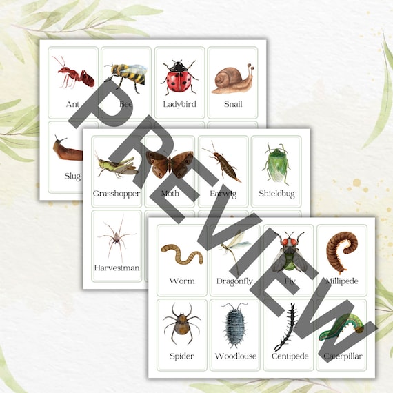 Minibeast digital download flash cards