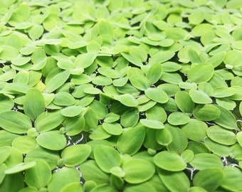 40+ leaf dwarf water lettuce live floating aquarium plant buy 2 get 2 free