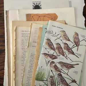 Vintage Book Pages and Illustrations Paper Pack | 32 Pages including Edith Holden