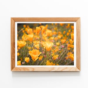 California Poppies Fine Art Photography, Wildflower Super Bloom Print, Relaxing Los Angeles Wall Decor, Canvas Photo Print