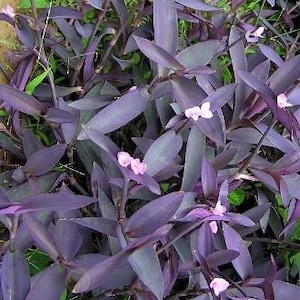 Purple Heart Tradescantia pallida Plant in 4&quot; Pot