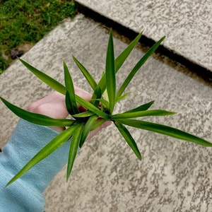 Spider Plant Rooted Cutting Solid Green