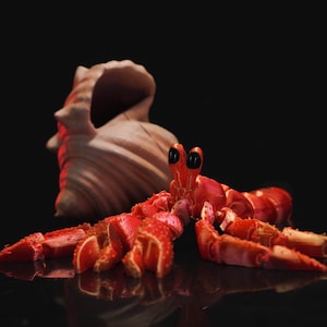 May include: A vibrant red crab figurine with large black eyes and detailed claws. A beige seashell sits in the background against a black backdrop. The crab is positioned in the foreground, reflecting on the surface.