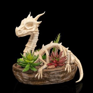 May include: A cream-colored dragon skeleton planter with a detailed skull, spine, and limbs. The planter holds green and red succulents, set in a brown, textured pot. The dragon's pose suggests it is resting.