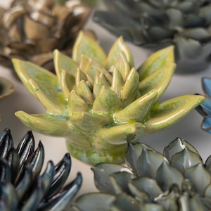 Pea Succulent - Etsy