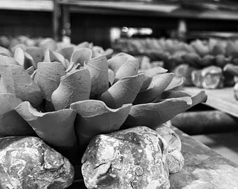 Keramische wanddecoratie ivoor chrysant: moderne botanische kunst