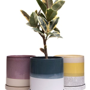 May include: Three ceramic planters with a variegated ficus plant in the center planter. The planters are in shades of purple, blue, and yellow with white accents. The planters have a glazed finish.