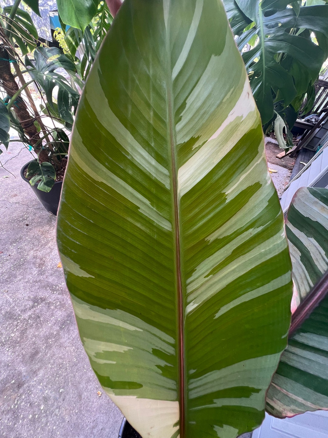 Variegated Banana Tree Pink Nono Banana Tree Etsy