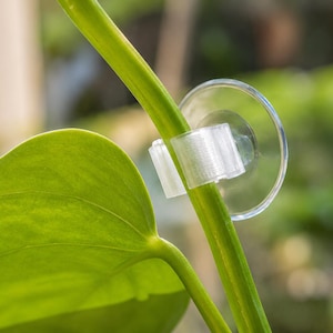 May include: A clear plastic suction cup clip attached to a green plant stem. The device features a circular suction base connected to a small, open-ended cylindrical clamp designed to hold and support the thin, flexible stem of a plant.