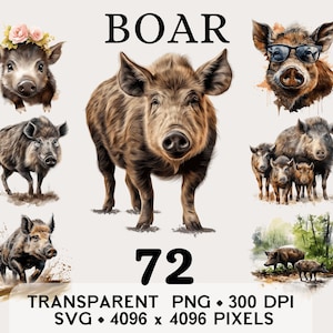 Può includere: Una collezione di illustrazioni ad acquerello di cinghiali in varie pose. L'immagine include un grande cinghiale, diversi cinghiali più piccoli e la parola "BOAR" in grandi lettere nere. Viene visualizzato anche il numero "72", insieme ai dettagli tecnici.