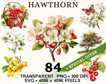Hawthorn Clipart, Cute Birth May Flower Watercolor Clip Art, Spring Floral Sticker Mug and Shirt Design, Printable Digital Download PNG SVG