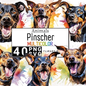 Könnte beinhalten: Vier Aquarell-Illustrationen von Zwerg Pinschern mit bunten Spritzfarben-Hintergründen. Die Hunde lächeln alle mit herausgestreckter Zunge. Der Text "Animals Pinscher MULTICOLOR 40 PNG SVG CLIPART" befindet sich oben im Bild.