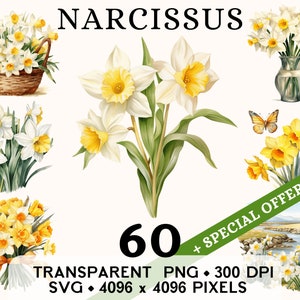 Narcissus Clipart, Cute Wedding Daffodil Flower Watercolor Clip Art, Floral Sticker Mug and Shirt Design, Digital Printable Download PNG SVG